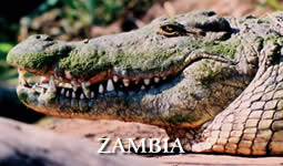 Zambia