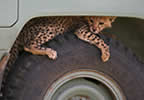 Safari Gallery