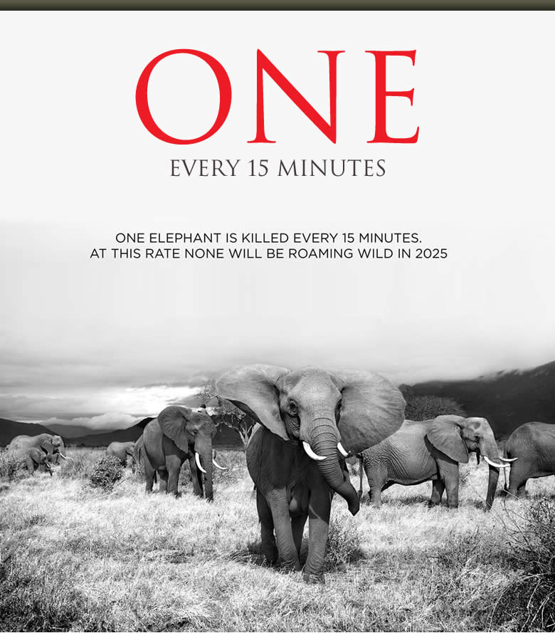 One Elephant is killed every 15 minutes