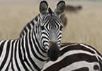 Safari News